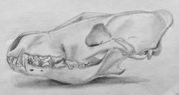 Amelia Brown Coyote Skull