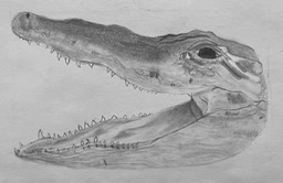 Eva Dow Alligator