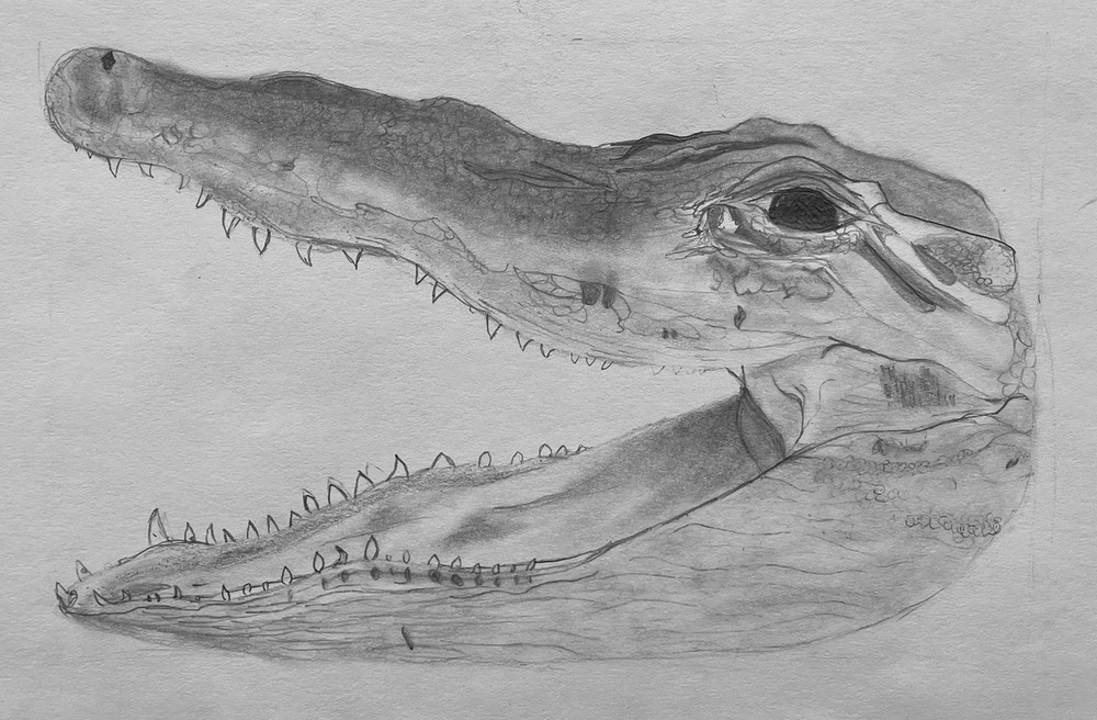 Eva Dow Alligator