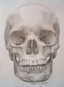 kayleighskinnerskull