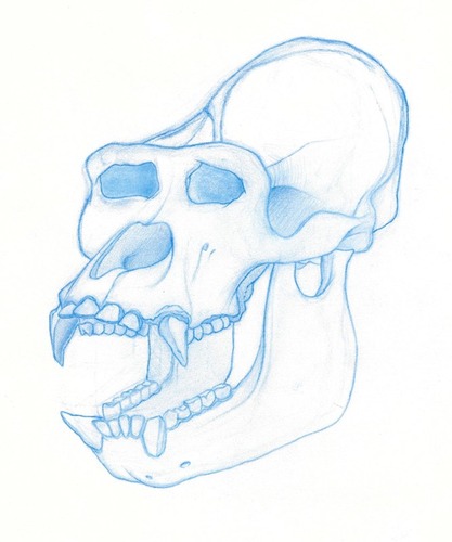 kongskull.jpg