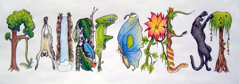 krebsrainforest