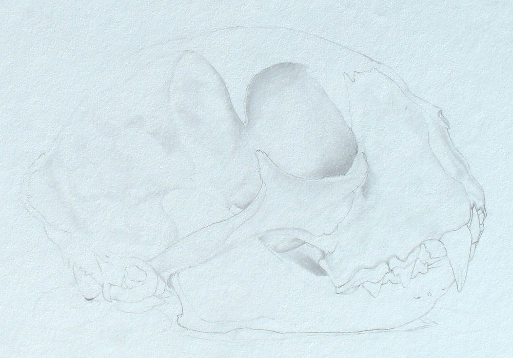 lisastonehambobcatskull