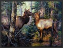 lodgepole madona-01