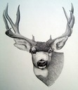 muledeer