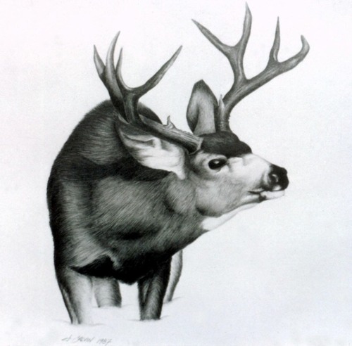 muledeersnow