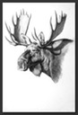p moose