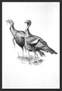 p turkey2
