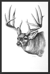 p whitetail2