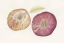 roundyappleonion