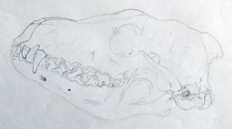 skullhunzeker