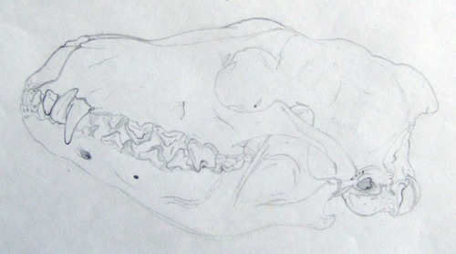 skullhunzeker