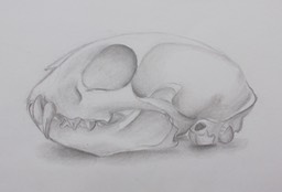 taykimbobcatskull