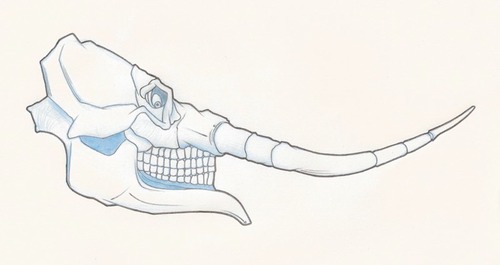 vandruffelephantskull