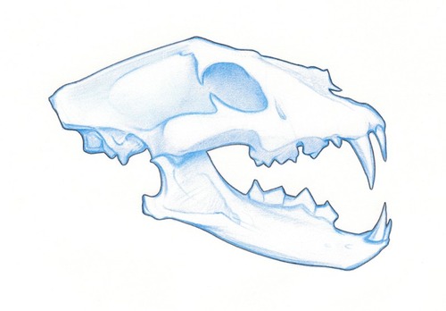 vandruffwolfskull