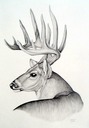 whitetaildeer
